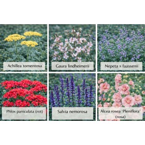 Themenset "Blüten- & Farbenmeer" Set à 18 Stück Topf ca. 9 cm