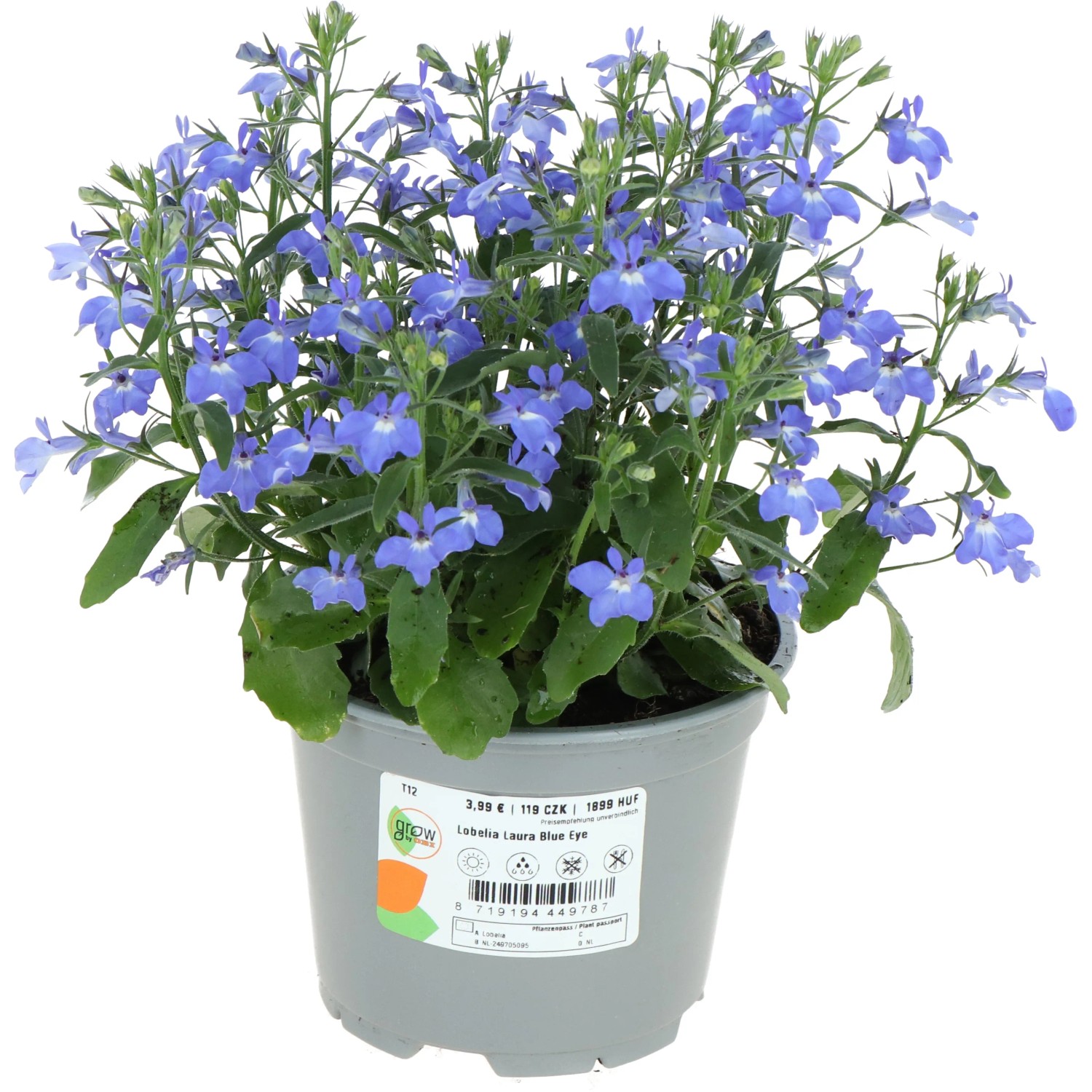 GROW by OBI Gartenlobelie "Laura Blau" Topf- ca. 12 cm Lobelia erinus  kaufen bei OBI
