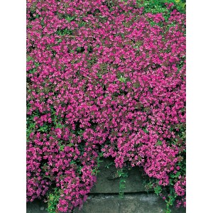 Blühender, roter Feldthymian (Thymus) im Topf, ideal für Steingärten.