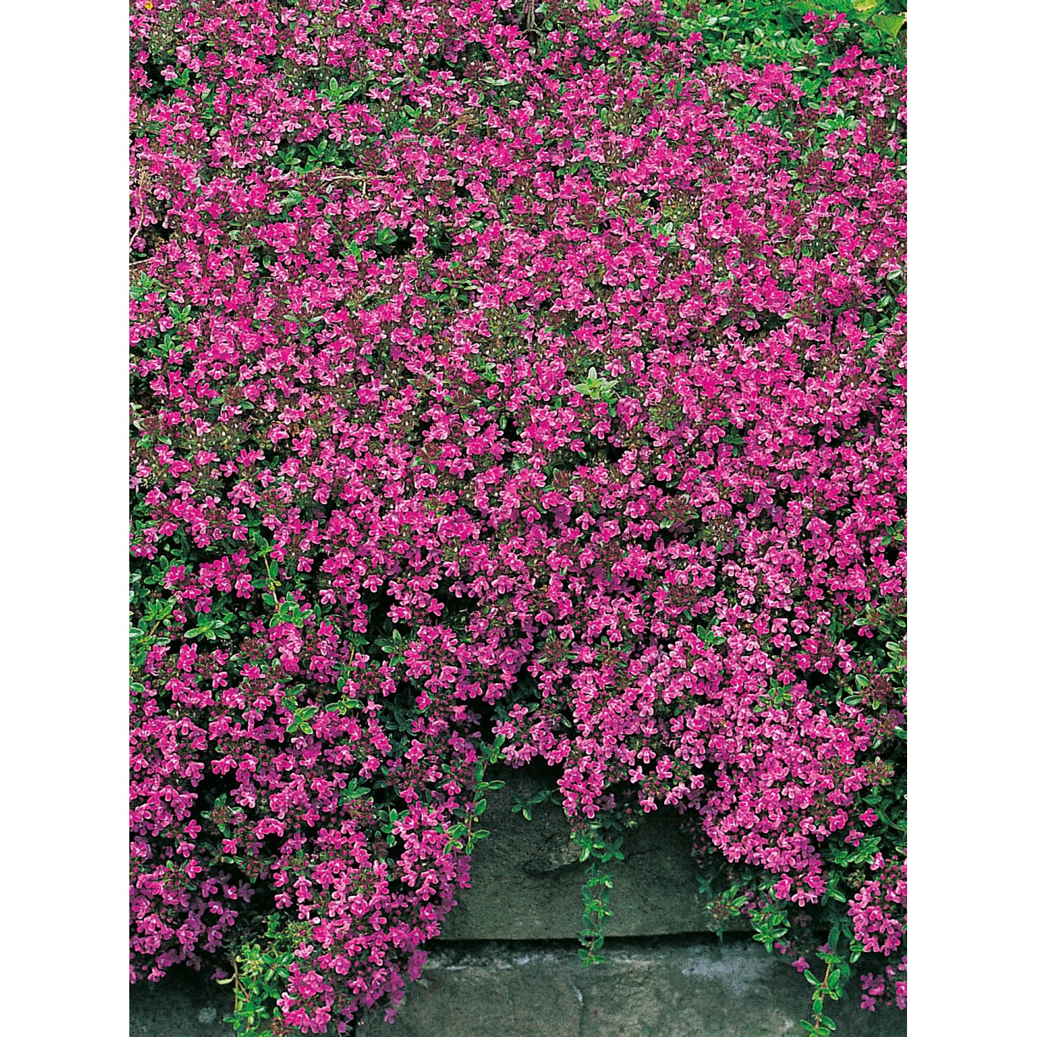 Blühender, roter Feldthymian (Thymus) im Topf, ideal für Steingärten.