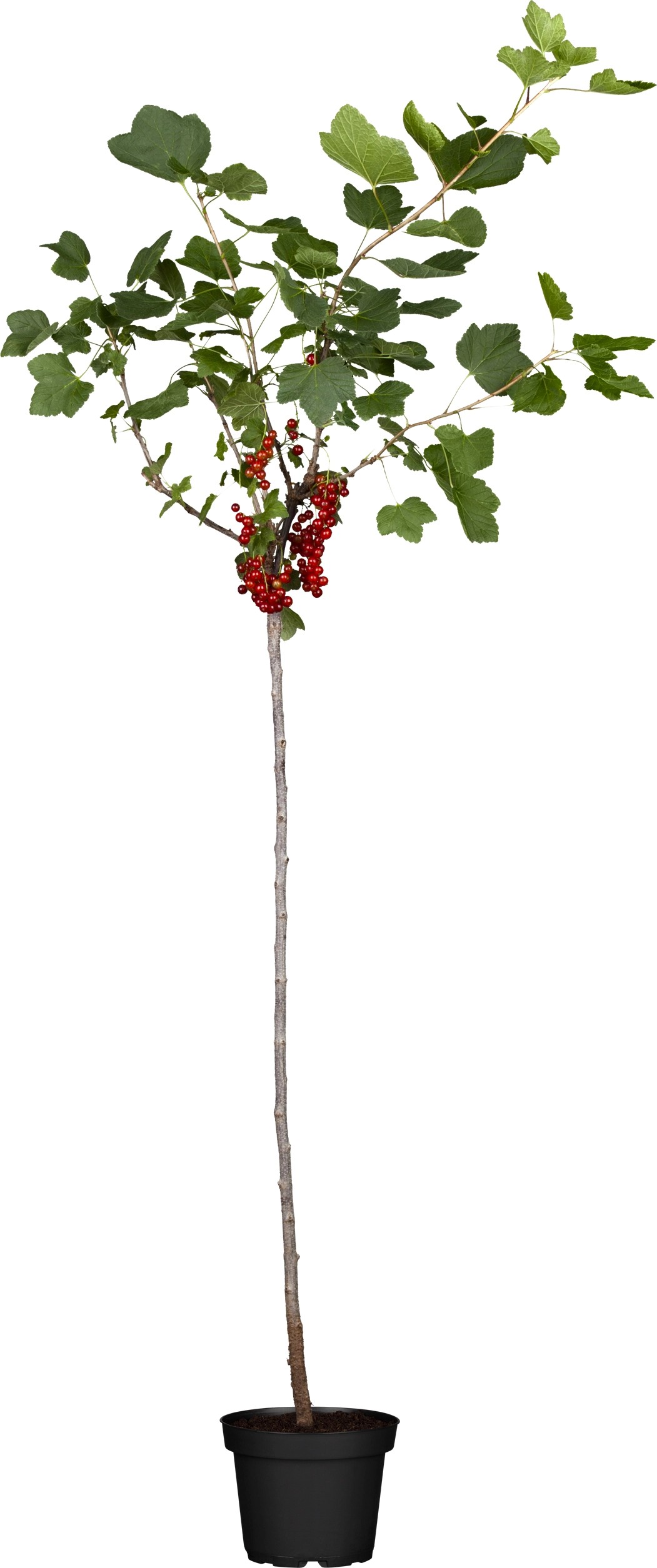 OBI Bio Johannisbeere Hochstamm Rot Ribes rubrum kaufen bei OBI