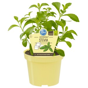 Blu Bio-Süßkraut Stevia im Topf, eine Küchenkräuter-Pflanze mit grünen Blättern.