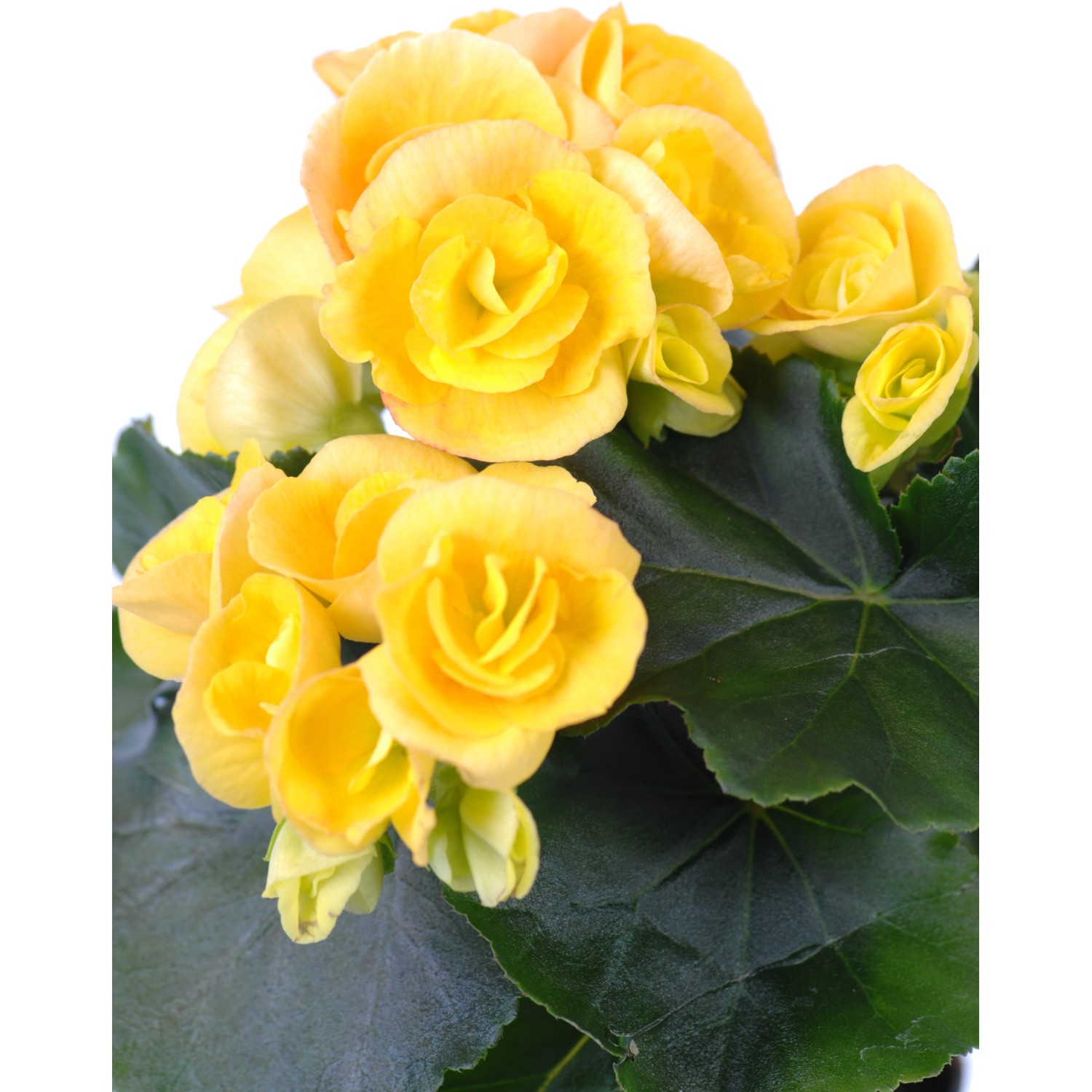 Gelbe GROW by OBI Begonie (Begonia Elatior) im Topf, ca. 28-34 cm hoch.