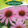 Quedlinburger Sonnenhut 'Leuchtstern' Blumensamen, mehrjährige Sommerstaude mit rosa Blüten.