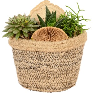 Sukkulenten-Arrangement im Jute-Gefäß (Ø 19cm): Echeveria, Haworthia und Crassula als Tischdeko.