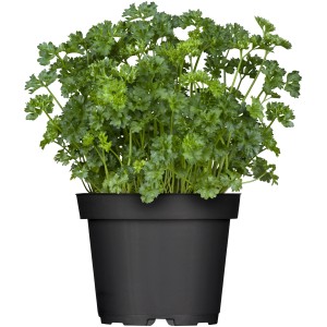 Krause Petersilie im Topf (Ø 12cm) von OBI Living Garden. Aromatische Küchenkraut im schwarzen Topf.