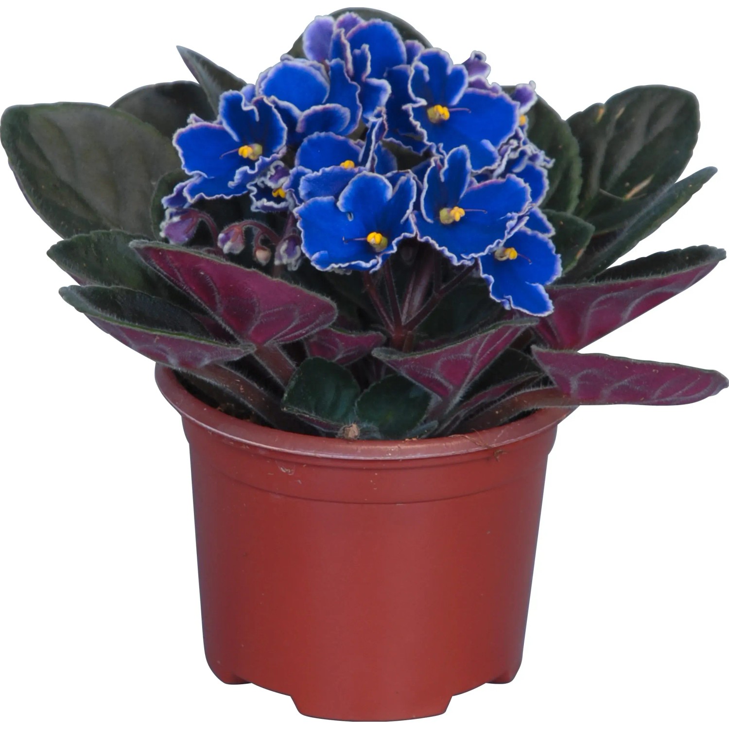 compo sana toom COMPO SANA Qualitäts-Blumenerde kaufen