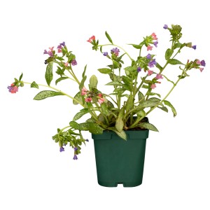 Lungenkraut 'Shrimps on the Barbie' im Topf, rosarote Blüten und gefleckte Blätter. Bodendecker für schattige Lagen.