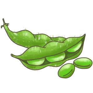 Illustration von Edamame (Glycine max) mit grünen Hülsen und Bohnen.