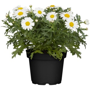 GROW by OBI Sommermargerite "Ohh La Lagrande" Höhe 25 cm Leucanthemum maximum