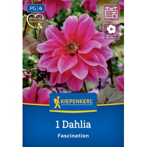 Kiepenkerl Blumenzwiebeln Dunkellaubige Beetdahlie Fascination