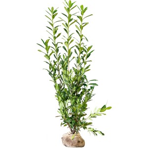 Kirschlorbeer Caucasica Set, 15 Pflanzen, ca. 175-200 cm hoch, im Ballen für Hecke.