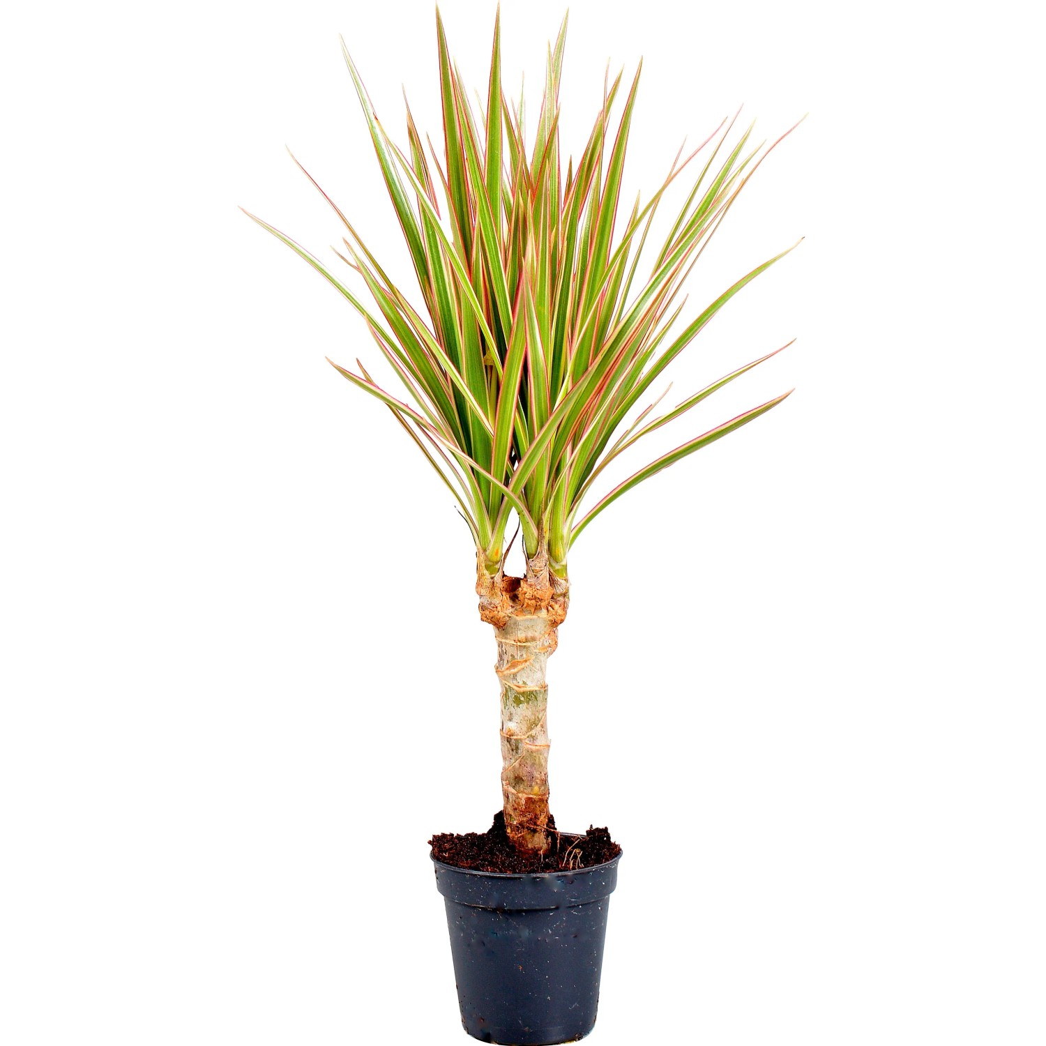 glcksfeder fr draussen Glcksfeder - Zamioculcas zamiifolia