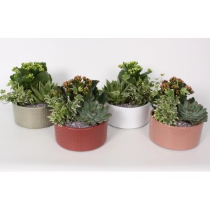 Pflanzen-Arrangement mit Flammendem Käthchen, Efeu und Echeverie in Keramik-Töpfen (Ø 18cm) in vier Farben.