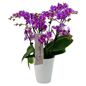 Schmetterlings-Orchidee "MaRie" Topf-Ø ca. 12 cm Phalaenopsis