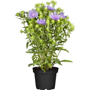 Kornblumenaster im Topf, ca. 20-30 cm hoch, mit blauen Blüten. Ideal für sonnige Beete.