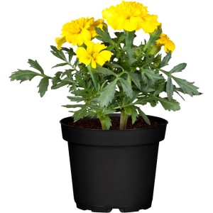 Studentenblume im Topf, gelb-orange, Topf-Ø ca. 12 cm. Blühende Stehpflanze für Balkon und Garten.