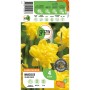 GROW by OBI Narzissen Golden Ducat, gelbe gefüllte Blüten, 4 Stück Blumenzwiebeln für Frühling.