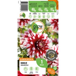 Dahlie Siedlerstolz von GROW by OBI: Dunkelrot-weiße Blüte, ca. 90cm hoch. Blumenzwiebel für Beet und Kübel.