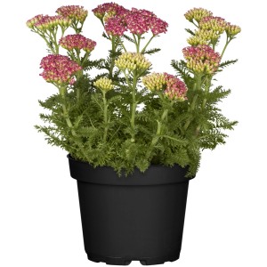 GROW by OBI Schafgarbe im Topf, rosa-weiße Blüten, ca. 12 cm Topf-Durchmesser.