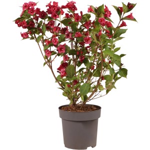 Blühende Weigelie 'Bristol Ruby' im Topf, ca. 40 cm hoch. Rubinrote Blüten und grüne Blätter.