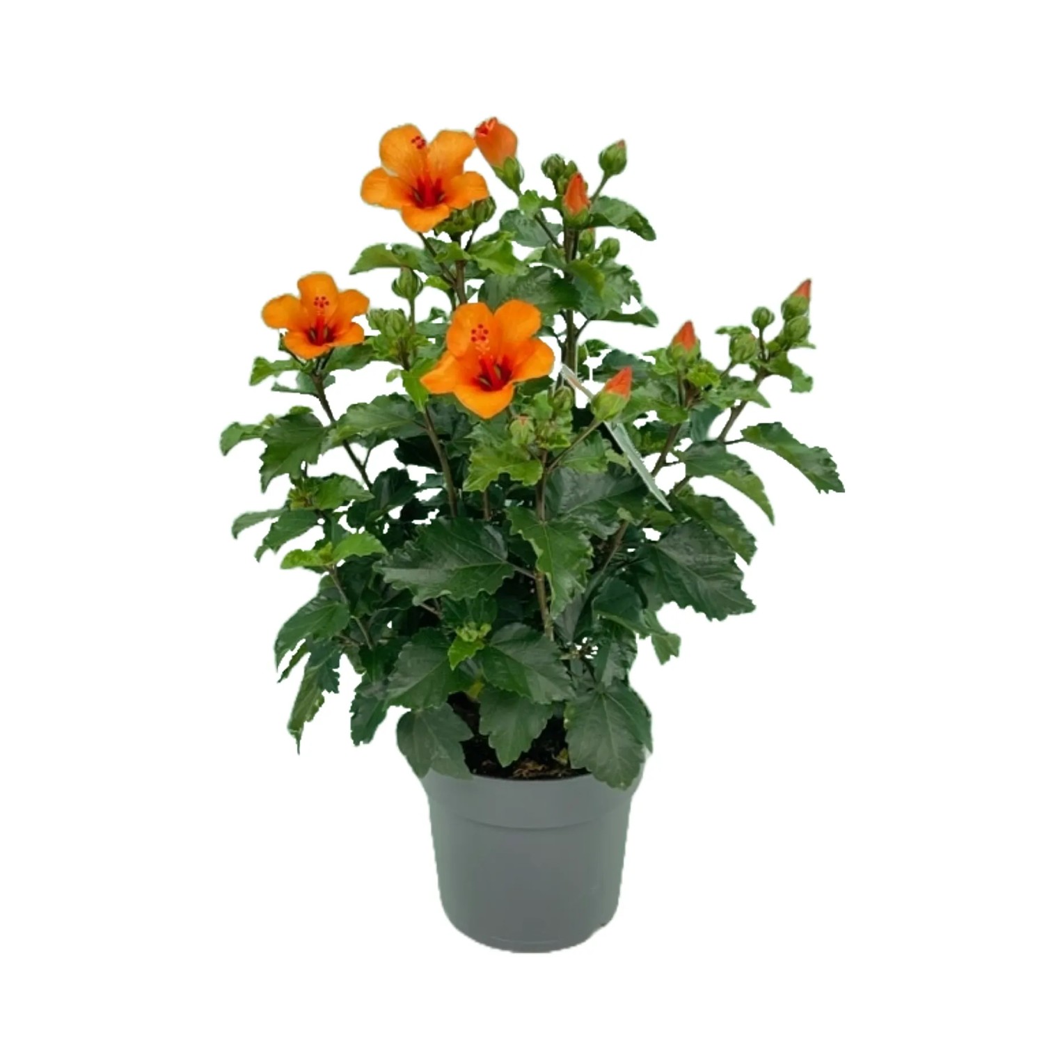 GROW by OBI Hibiskus Busch Orange Hhe ca. 50 - 60 cm Hibiscus sinensis  kaufen bei OBI