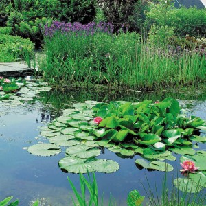 Wasserpflanzen-Mix im Korb (Topf-Ø 18cm) für den Gartenteich. Teichpflanzen mit Seerosen.