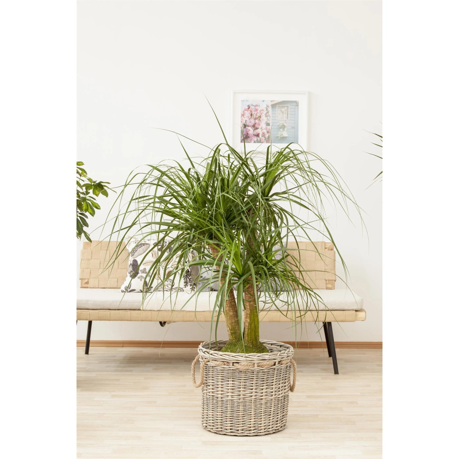 Elefantenfu Hhe ca. 120 - 140 cm Topf- ca. 44 cm Beaucarnea recurvata  kaufen bei OBI