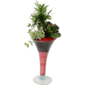 Arrangement in Trompetenvase mit Kalanchoe, Flaschenbaum und Efeu, Topf ca. 15cm.