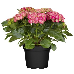 Bauernhortensie "Rembrandt Rosso Glory" Rot Höhe ca. 30 - 40 cm Topf ca. 3 l