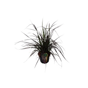 GROW by OBI Lampenputzergras "Rubrum" Topf-Ø ca. 16 cm Pennisetum
