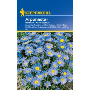Kiepenkerl Alpenaster Hellblau: Blütenstaude mit hellblauen Blüten und gelber Mitte.