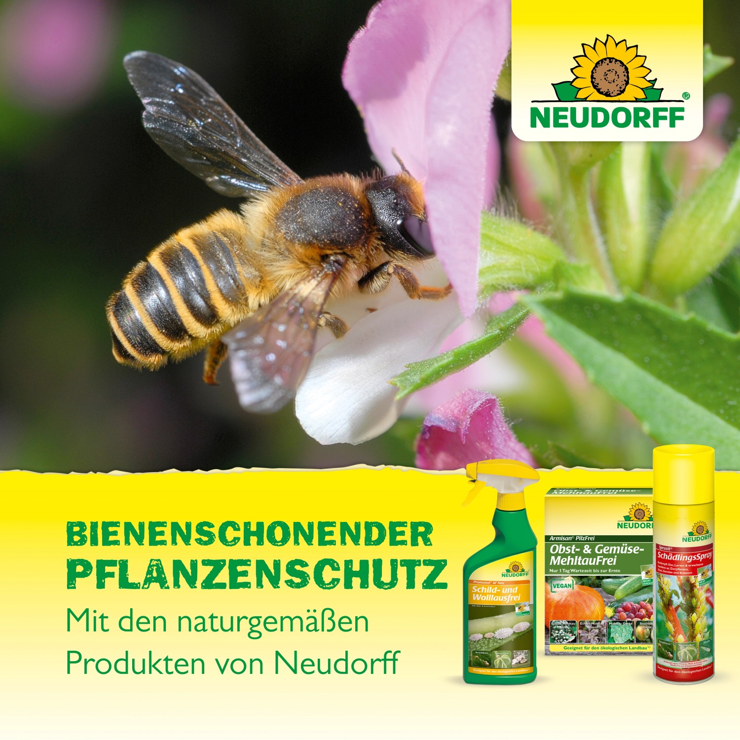 Neudorff Neudosan AF Neu Blattlausfrei 500ml mit Biene auf Blüte. Mittel gegen Blattläuse für den Garten.