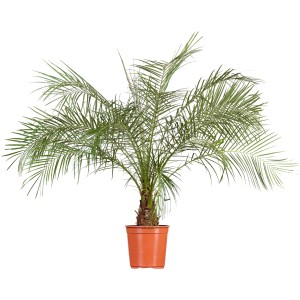 Mehrfarbige Zwergdattelpalme (Phoenix roebelenii) im Topf, ca. 70-90 cm hoch. Elegante Balkon- und Terrassenpflanze.