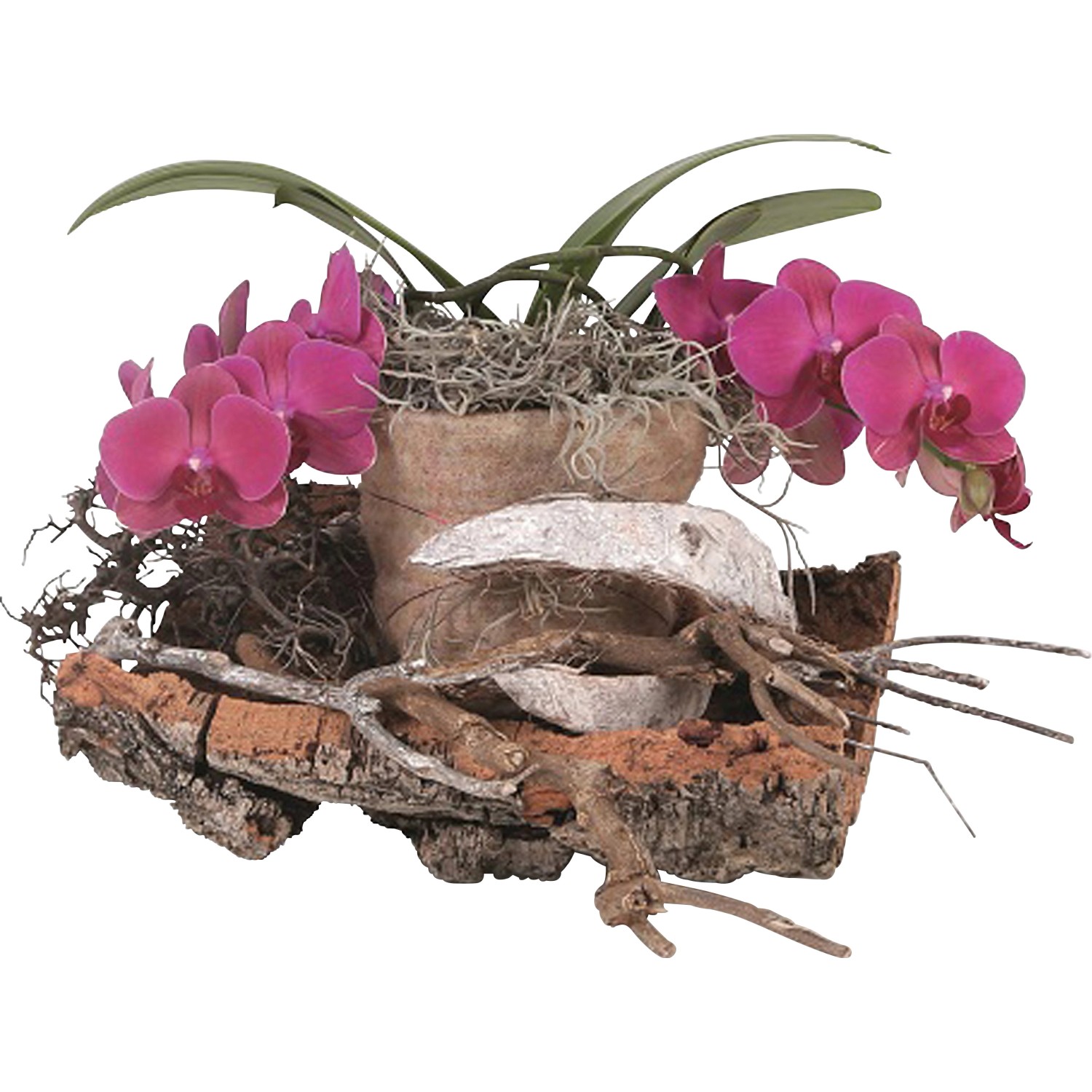 Orchidee auf Baumstamm kaufen bei OBI