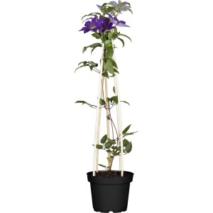 Waldrebe "Rhapsody" Violett Höhe ca. 40-50 cm Topf-Ø ca. 17 cm Clematis Hybride