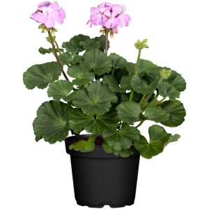 Stehende Geranie (Pelargonium Zonale) im Topf, rosa Blüten und grüne Blätter.