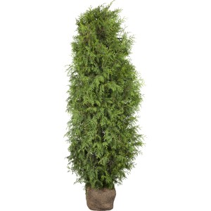 Lebensbaum "Brabant" Set à 8 Stück Höhe ca. 200-220 cm Thuja occidentalis