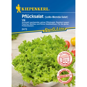Kiepenkerl Pflücksalat Vili: Frischer, grüner Salat mit gekräuselten Blättern im Topf.
