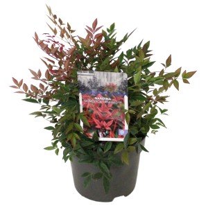 Himmelsbambus 'Obsessed Seika' im Topf, ca. 10-15 cm hoch, mit roten und grünen Blättern.