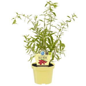 Blu Goji-Beere Topf-Ø ca. 12 cm