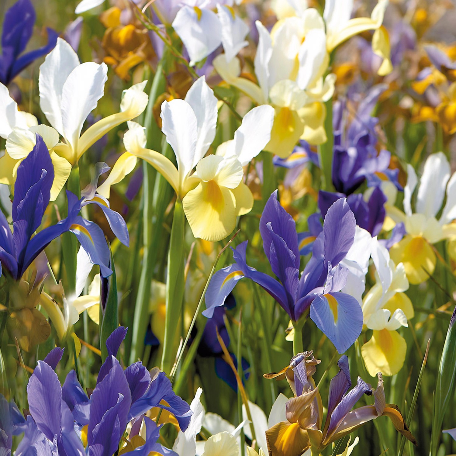Iris hollandica Mischung 50 Stück kaufen bei OBI