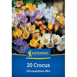Kiepenkerl Krokus-Mischung, 20 Blumenzwiebeln mit bunten Blüten in Gelb, Lila und Weiß.