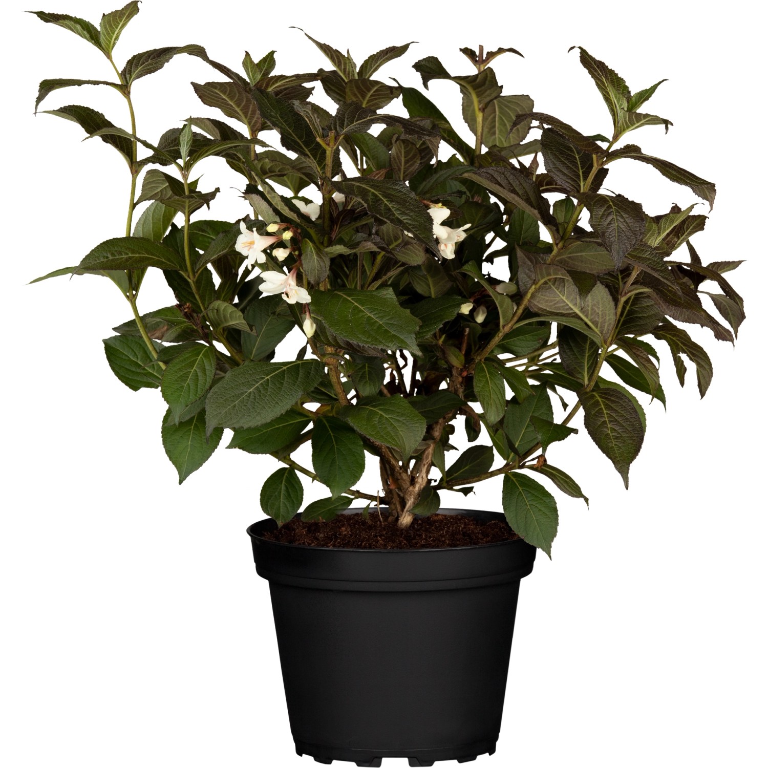 OBI Weigelie Laubschön Mix Höhe ca. 30 40 cm Topf ca. 4,6 l kaufen