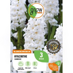 GROW by OBI Hyazinthe Carnegie Weiß, Blumenzwiebel mit reinweißen Blüten.