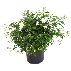 Sommerjasmin (Solanum jasminoides) im Topf mit weißen Blüten und grünen Blättern.