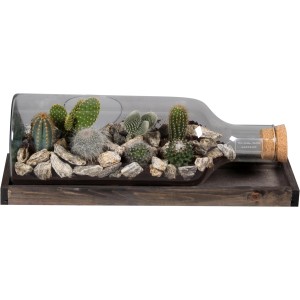 Kaktus-Arrangement in Glasflasche (Länge 48 cm) auf Holztablett mit Steinen, Zimmerpflanze.