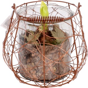 Amaryllis im Windlicht Topf-Ø ca. 17 cm