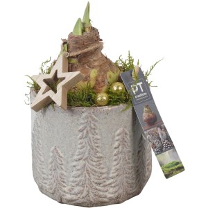 Amaryllis im winterlichen Keramiktopf  Topf-Ø ca. 13 cm Hippeastrum