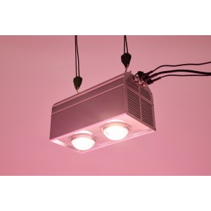 Parus by Venso LED-Pflanzenlampe Canna Bulb 240 mit zwei Leuchten, hängend.